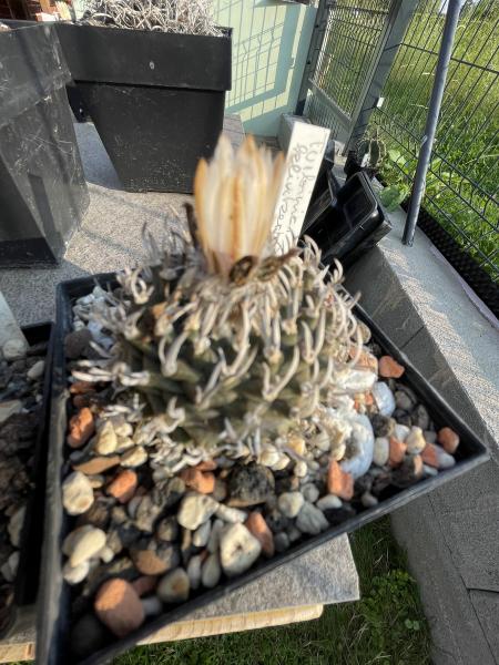 Turbinicarpus klinkerianus